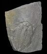 Dalmanites Trilobite (Pos/Neg) - New York #68541-4